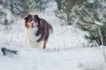 und galoppiert im Schnee