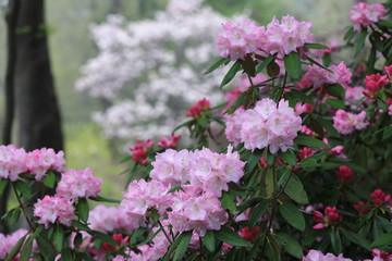 森に咲くシャクナゲ
