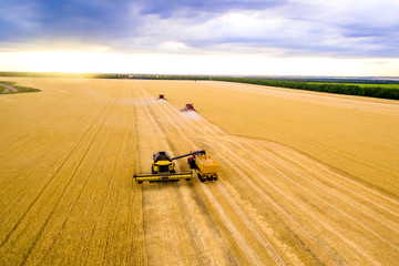 harvesting. Combine working in the field. Golden wheat field aerial view. Drone picture