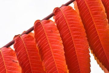Blattwerk des Essigbaums auf weißem Hintergrund Herbstlaub rot 