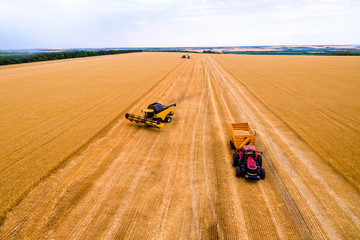 harvesting. Combine working in the field. Golden wheat field aerial view. Drone picture