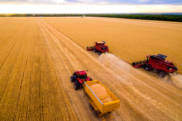 harvesting of wheat. A combine harvester and a tractor drive through the wheat field 