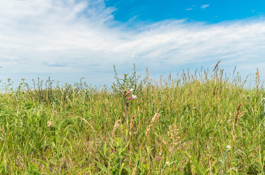 green wheat field with flofer and blue sky