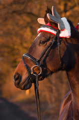 Portrait Weohnachtspferd