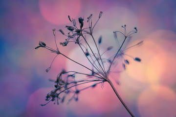 Trockene Blume oder Zweig von wilder Pflanze im buntem Licht mit weichem Farbeffekt