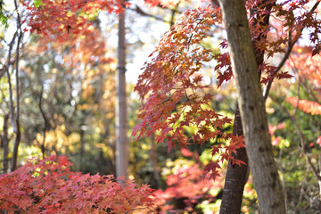 紅葉