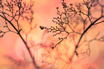 Fototapeta na wymiar Herbstliche Pflanze trocken Steinquendel im Abendlicht wohltuend rot orange