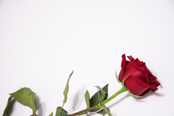 Fototapeta premium Red rose flower with leaves on a white background.