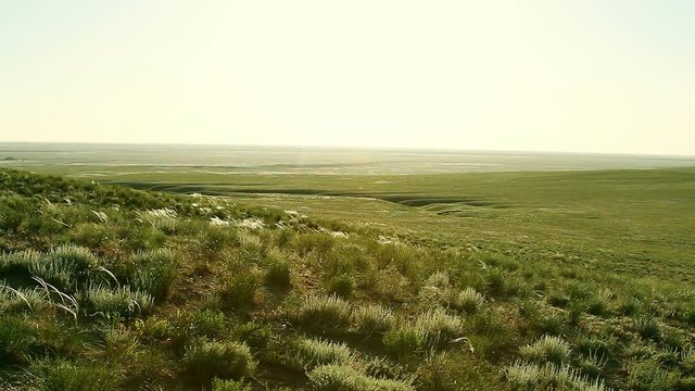 green steppe at sunny day