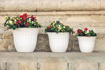 Fototapeta na wymiar Flowers in white pots on the marble wall background