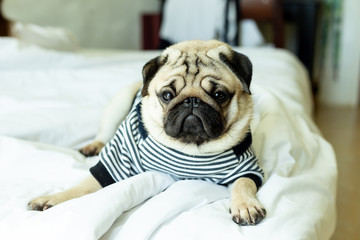 cute dog pug breed have a question and making funny face,Selective focus