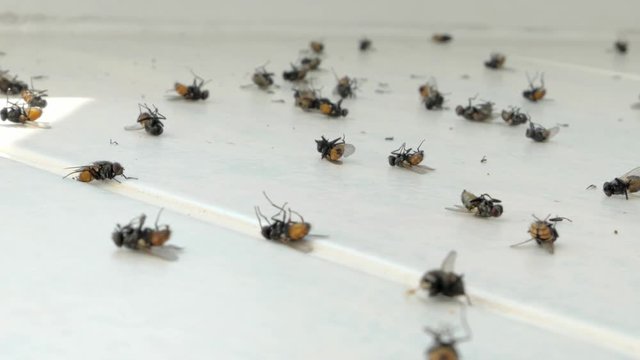 lots of flies on the windowsill, dead flies, dying insects, plague