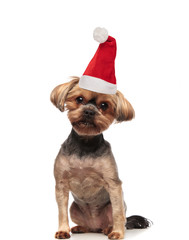 adorable small brown dog wearing santa hat sitting