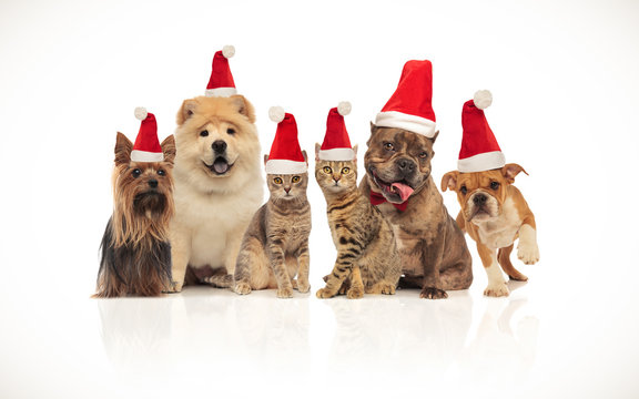 lovely group of brown cats and dogs wearing santa hats