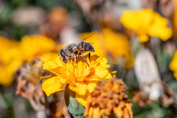Close-up detail of a honey bee apis collecting pollen on flower in garden