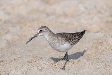 Curlew Sandpiper (Calidris ferruginea) searching for food