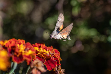 Hummingbird hawk-moth Macroglossum stellatarum hovering over a flower