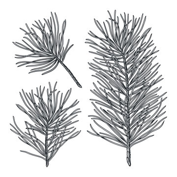 Set of cedar hand drawn branches, engraved botanical decor. Vector fir tree sketch isolated on white background