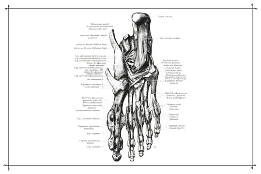 Human Foot Feet Skeleton Bone Anatomy Black and White Illustration with Boarder