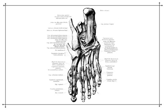 Human Foot Feet Skeleton Bone Anatomy Black and White Vector Illustration 