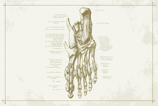 Human Foot Feet Skeleton Bone Anatomy Gold Sepia Illustration 