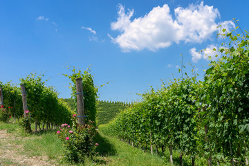 Naklejka premium Vineyards near Barbaresco, Cuneo, in Langhe