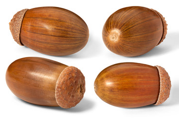 Four ripe acorns isolated on a white background