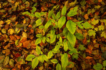 The forest floor covered with beautiful fall leaves at Southford Falls State Park in Southbury, Connecticut, USA,