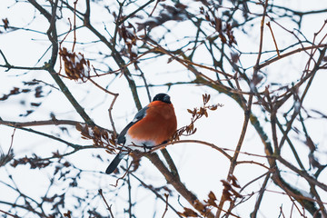 Bullfinch with a red breast on the branches of a bush