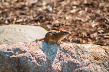 Obraz premium Close up of a chipmunk sitting on a rock