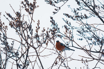Bullfinch with tree branches