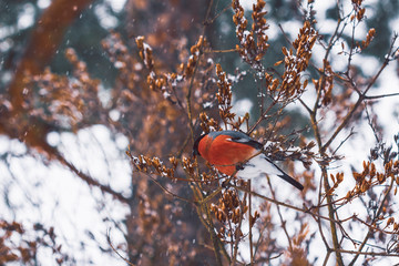 Bullfinch in nature eats seeds on a bush