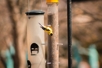 Gold finch eating from a seed feeder upside down
