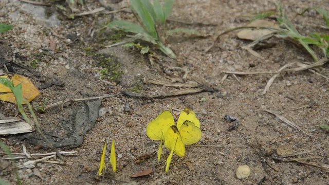 Colias erate yellow butterfly crowd crawling on sand ground and flyaway