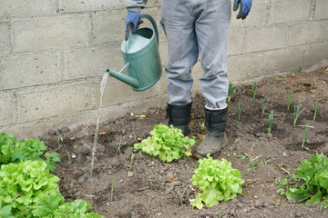 Gardener watering vegetables drought