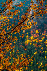 Colorful fall season background. Autumn forest backdrop, tree brunches with yellow laves in the foreground.