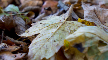 Autumn leaves on a woodland floor