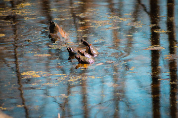 Turtles trying to climb onto a branch in the water