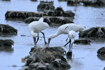 クロツラヘラサギ