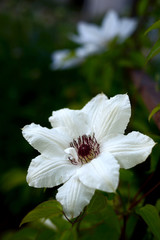 clematis flowers, white