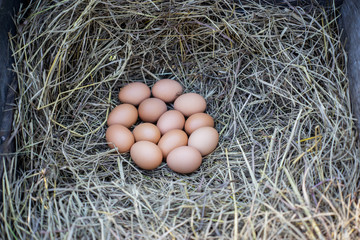 Fresh chicken of Organic Eggs with nest ,A pile of brown eggs in a nest