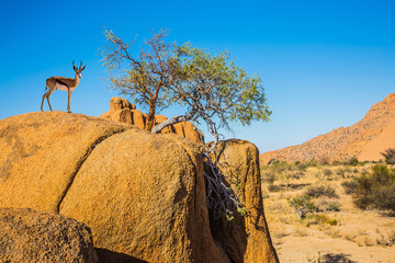 Travel to Africa