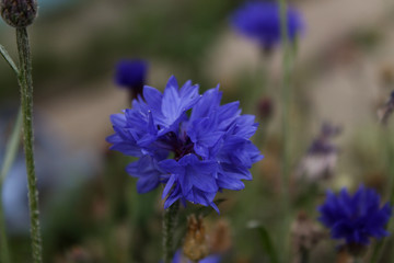 blue flower