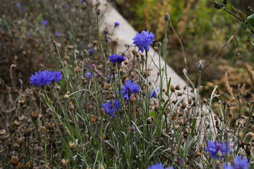 blue flowers