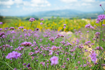 Purple and yellow flowers field, Mountain views and bright sky.