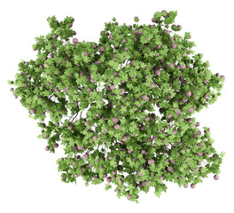 common fig tree with figs isolated on white background. top view © Tiler84