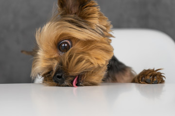 Dog yorkshire terrier sitting at the table