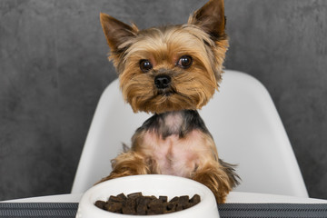 Dog yorkshire terrier eating feed