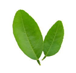 lime leaves on white background