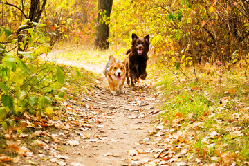 Pembroke welsh corgi on a walk in the park on nice warm autumn day. Two different breed dogs playing outdoors, many fallen yellow leaves on ground. Copy space, background.